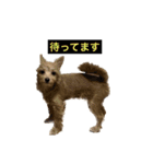 るのつくいぬたち3（個別スタンプ：1）