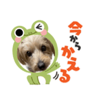 るのつくいぬたち3（個別スタンプ：3）