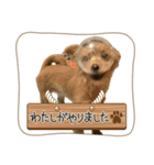 るのつくいぬたち3（個別スタンプ：8）