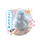 マメルリハ達16（個別スタンプ：4）