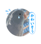 マメルリハ達16（個別スタンプ：7）
