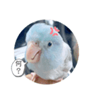 マメルリハ達16（個別スタンプ：12）