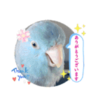 マメルリハ達16（個別スタンプ：15）