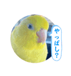 マメルリハ達16（個別スタンプ：21）