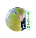 マメルリハ達16（個別スタンプ：22）