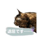 うちのだいじだいじ♡（個別スタンプ：10）