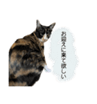 うちのだいじだいじ♡（個別スタンプ：12）