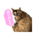 うちのだいじだいじ♡（個別スタンプ：16）