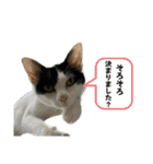 うちのだいじだいじ♡（個別スタンプ：17）