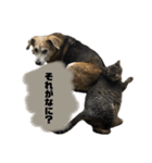 うちのだいじだいじ♡（個別スタンプ：38）