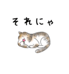 猫さんたくさん（個別スタンプ：23）