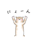 猫さんたくさん（個別スタンプ：33）