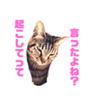 ギャル猫なめんな（個別スタンプ：1）