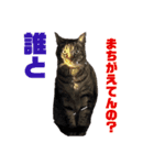 ギャル猫なめんな（個別スタンプ：2）
