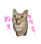 ギャル猫なめんな（個別スタンプ：5）