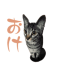ギャル猫なめんな（個別スタンプ：6）