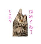 ギャル猫なめんな（個別スタンプ：7）