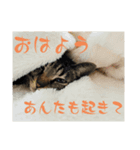 ギャル猫なめんな（個別スタンプ：8）