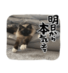 もこはなスタンプ4（個別スタンプ：20）