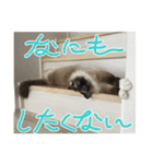 もこはなスタンプ4（個別スタンプ：29）