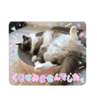 もこはなスタンプ4（個別スタンプ：30）
