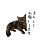 毎日使えるシンプル♡敬語黒猫スタンプ（個別スタンプ：2）