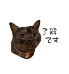 毎日使えるシンプル♡敬語黒猫スタンプ（個別スタンプ：4）