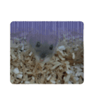 こしあん(番外編)（個別スタンプ：5）