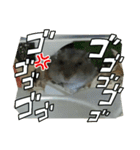 こしあん(番外編)（個別スタンプ：7）