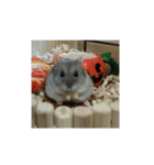 こしあん(番外編)（個別スタンプ：8）