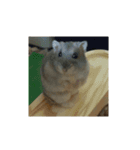 こしあん(番外編)（個別スタンプ：9）