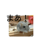 こしあん(番外編)（個別スタンプ：11）