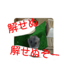 こしあん(番外編)（個別スタンプ：13）