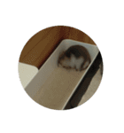 こしあん(番外編)（個別スタンプ：14）