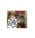 こしあん(番外編)（個別スタンプ：16）