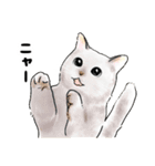 たまにネコ語の猫たち（個別スタンプ：28）