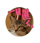 S家の猫っぽい3。（個別スタンプ：9）