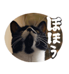 S家の猫っぽい3。（個別スタンプ：19）