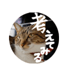 S家の猫っぽい3。（個別スタンプ：22）