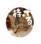 S家の猫っぽい3。（個別スタンプ：23）