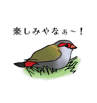 オーストラリア某山の鳥たち（個別スタンプ：7）