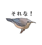 オーストラリア某山の鳥たち（個別スタンプ：27）