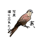 オーストラリア某山の鳥たち（個別スタンプ：31）