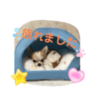 みーちゃん B（個別スタンプ：23）