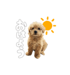 トイプードルのサンゴ（個別スタンプ：2）