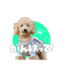 トイプードルのサンゴ（個別スタンプ：4）