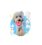 トイプードルのサンゴ（個別スタンプ：5）