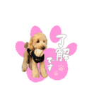 トイプードルのサンゴ（個別スタンプ：6）