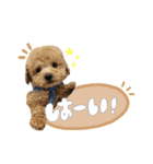 トイプードルのサンゴ（個別スタンプ：7）