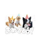 トイプードルのサンゴ（個別スタンプ：11）